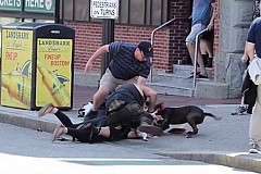 Un pitbull attaque violemment une femme et son chien